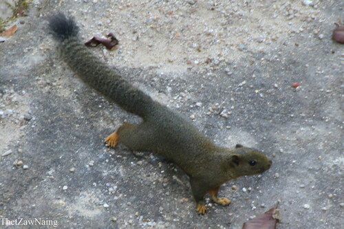 Phayre's Squirrel (Callosciurus phayrei) — Least Concern Mammalia