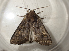 Tholera cespitis
