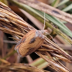 Acleris rufana