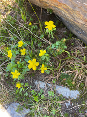 Ranunculus eschscholtzii