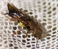 Ontholestes cingulatus