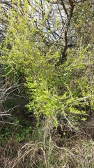 Achatocarpus praecox