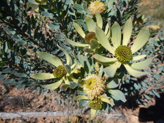 Leucadendron loranthifolium