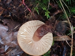 Lactarius quietus