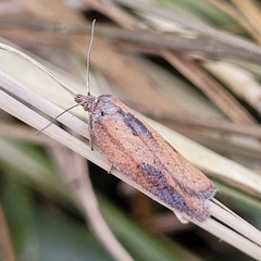 Acleris rufana