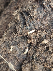 Reticulitermes flavipes