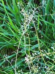 Lepidium densiflorum