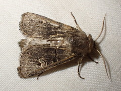 Tholera cespitis