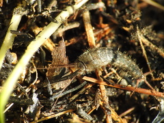 Lepismatidae