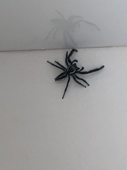 Leptofreya ambigua