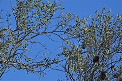 Aspidosperma quebracho-blanco