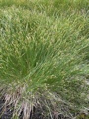 Trichophorum cespitosum