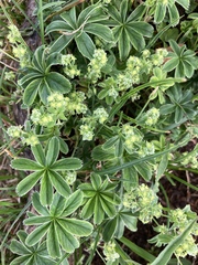Alpinae