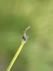 Trichophorum cespitosum