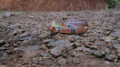 Oreocryptophis porphyraceus