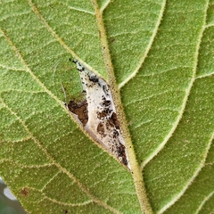 Phyllonorycter lantanella