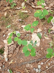 Amelanchier spicata
