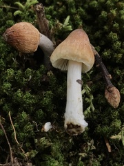 Pseudosperma sororium