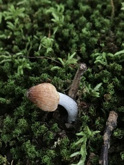 Pseudosperma sororium