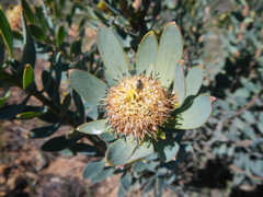 Leucadendron loranthifolium