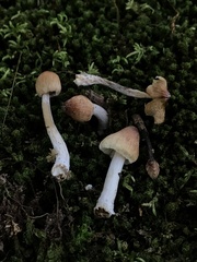 Pseudosperma sororium