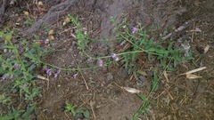 Scutellaria racemosa