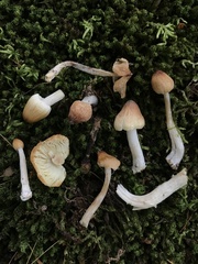 Pseudosperma sororium