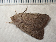 Xestia castanea