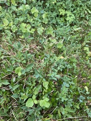 Ligusticum