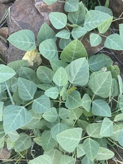 Desmodium laevigatum