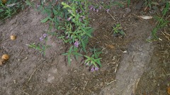 Scutellaria racemosa