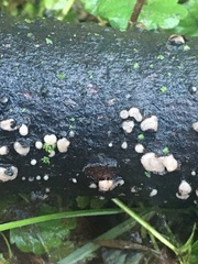 Nectria cinnabarina