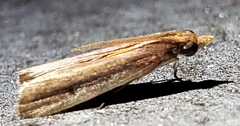 Tampa dimediatella