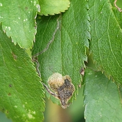 Stigmella plagicolella