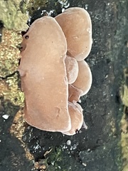 Auricularia auricula-judae