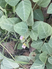 Desmodium laevigatum