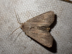 Xestia castanea