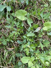 Ligusticum