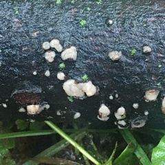 Nectria cinnabarina