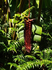 Heliconia mariae
