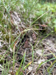 Carex magellanica