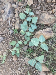 Desmodium laevigatum