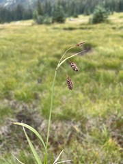 Carex magellanica