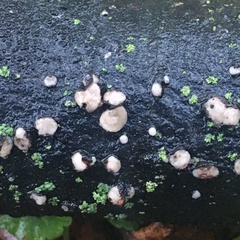 Nectria cinnabarina