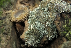 Penicillium