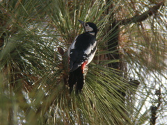 Dendrocopos major canariensis