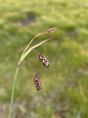 Carex magellanica