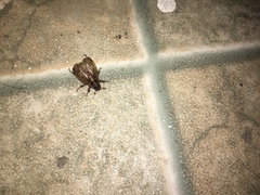Cyclocephala