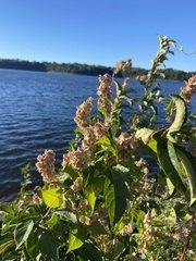 Fallopia