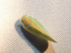 Ormenaria rufifascia